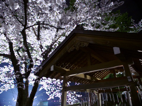 夜桜
