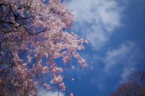 小諸懐古園