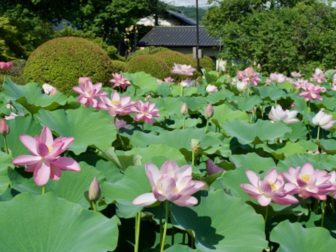 信濃国分寺