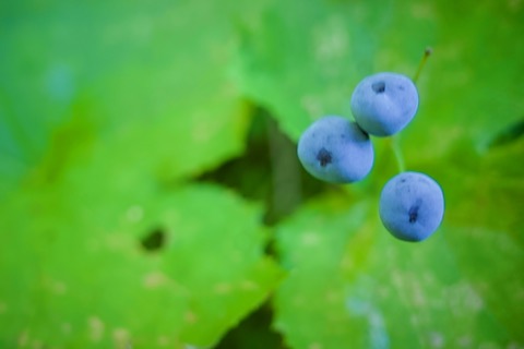 涸沢