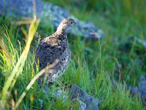 ライチョウ