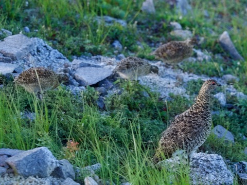 ライチョウ