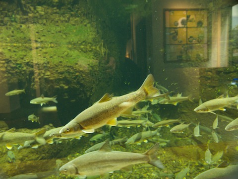 アルプスあづみの公園