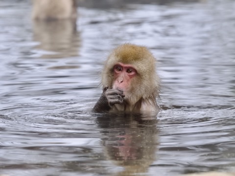 スノーモンキー