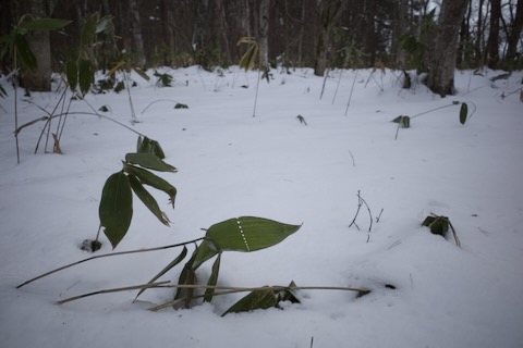 ミシン目の開いた笹