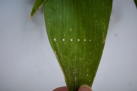 ミシン眼の開いた笹