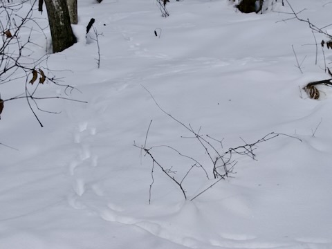 タヌキの足跡