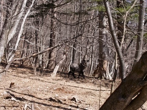 ニホンカモシカ