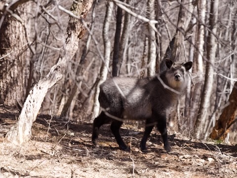 ニホンカモシカ