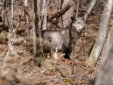 ニホンカモシカ