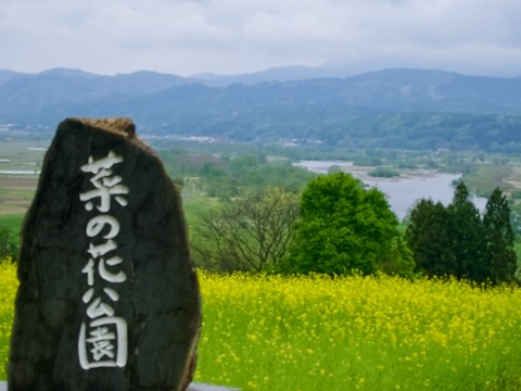 飯山市 菜の花公園