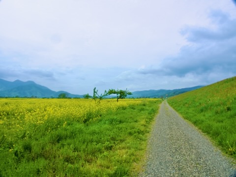 千曲川河川敷の菜の花畑