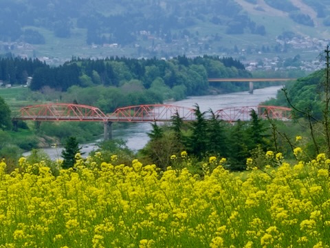 菜の花と千曲川と大関橋