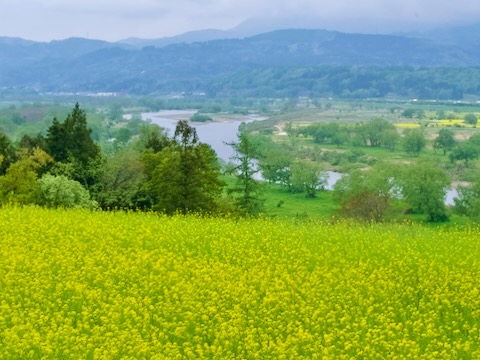 菜の花と千曲川