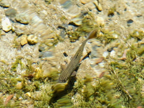 カワマス