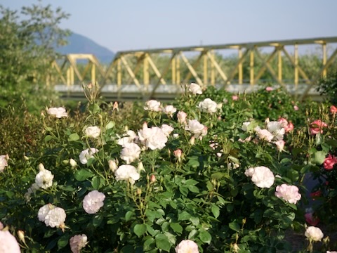 さかき千曲川バラ公園