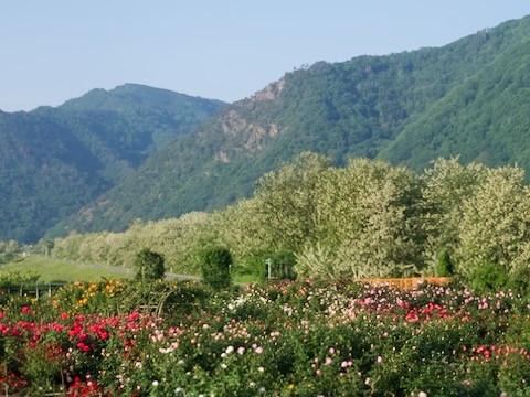 さかき千曲川バラ公園