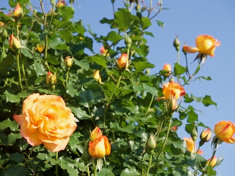 さかき千曲川バラ公園