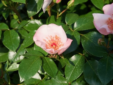 さかき千曲川バラ公園