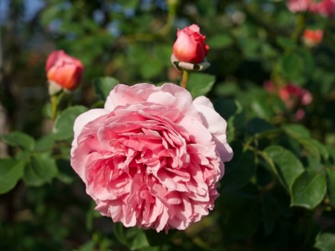 さかき千曲川バラ公園