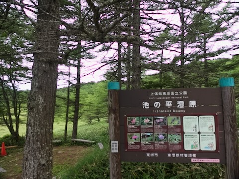 池の平湿原