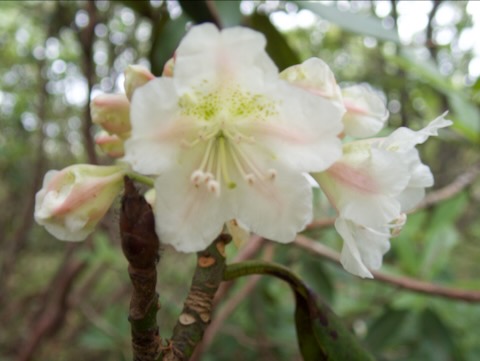 蜜標