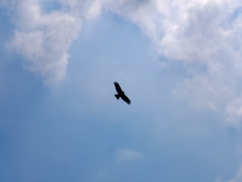 佐渡