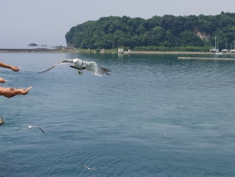かもめ