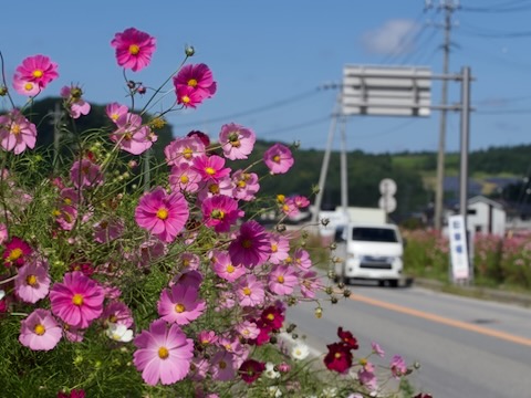 コスモス