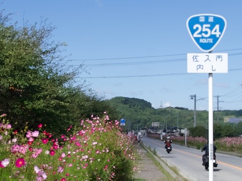 コスモス